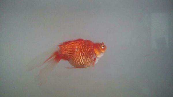 我家的金鱼是不是怀孕了,肚子那么大