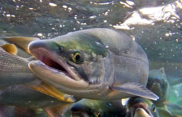 三文鱼和大马哈鱼的区别