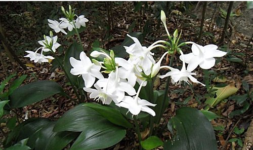 花根像蒜头一样,大宽叶子开白花,是南美水仙.