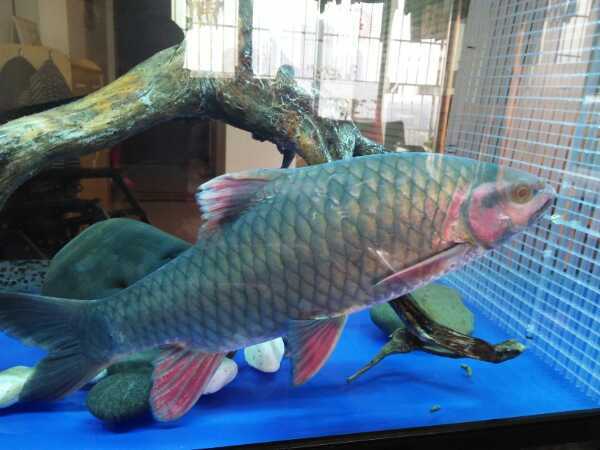 31 如图   ,  并非泰鲮     应为    竹百鲤    即   竹鲃鲤  学名 鲤