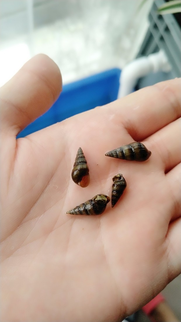 请帮忙看看这是传播血吸虫病那种钉螺吗?