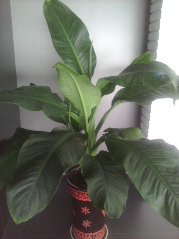 求解,这个大叶子植物叫什么名字?