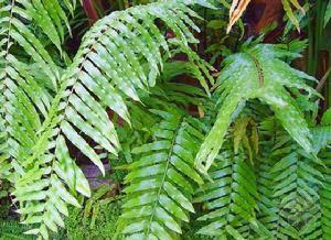 猫尾薯有什么功效