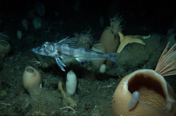 南极冰鱼是什么鱼