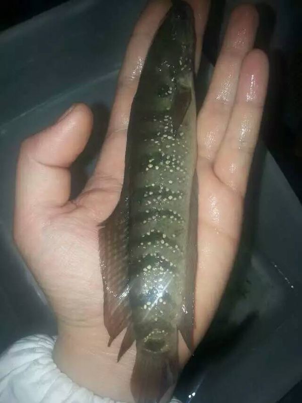 请问各大网友这种鱼叫什么鱼啊,是遵义凤岗的一种本地鱼