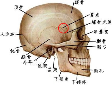 颅盖骨是由额骨,顶骨,枕骨和颞骨组成的,他们相对坚硬,同颅底诸骨一起