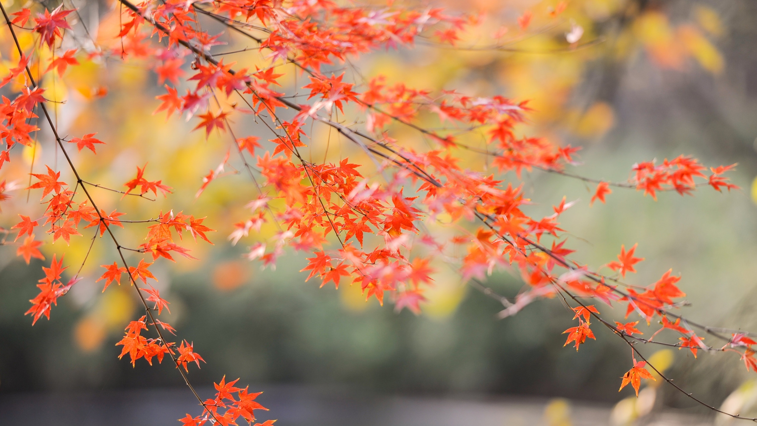 黄色枫叶花卉桌面壁纸[图1]