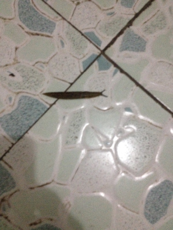 请问图片中的软体虫是什么虫,怎么消灭它。