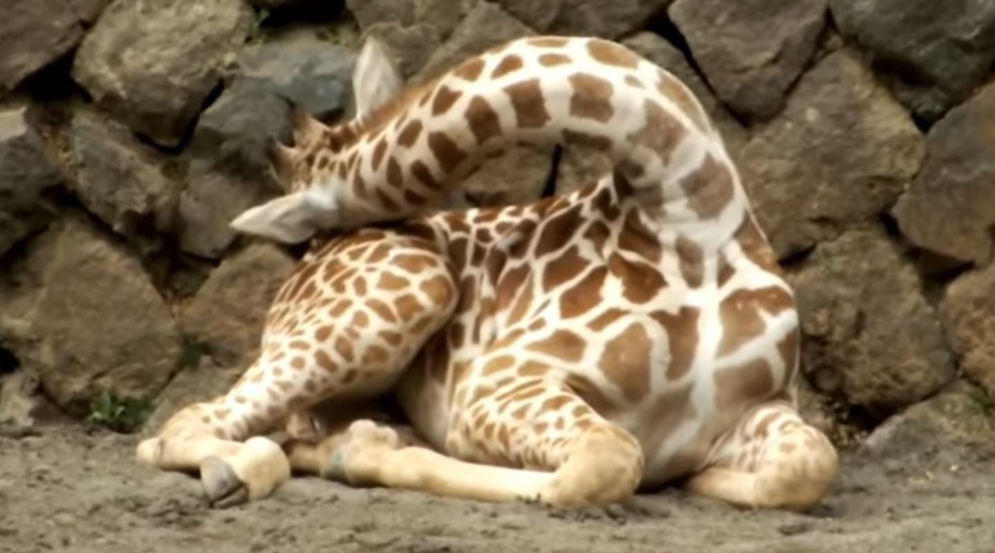 长颈鹿怎么 睡觉?看动物的睡姿能笑一天,睡姿太销魂!