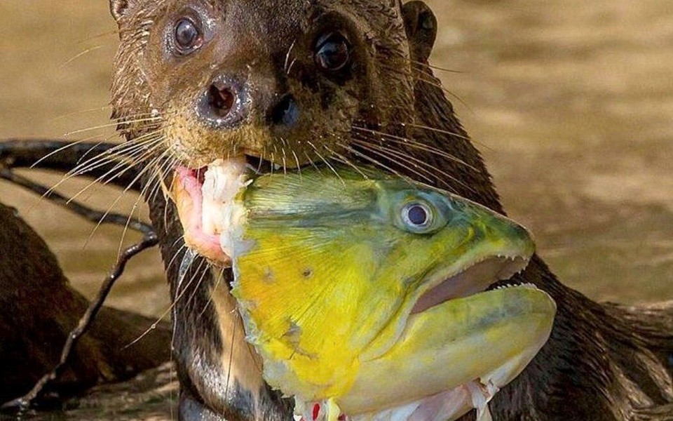 黄金河虎捕食草金鱼