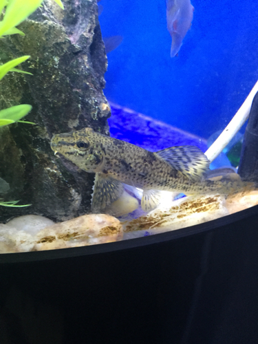 这种河里满身麻点的小鱼叫什么?很小,三四厘米