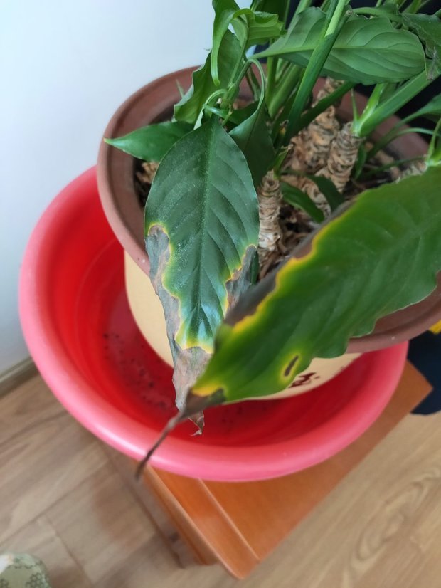 一帆风顺的叶子尖部变黑,很严重,好长时间了,怎么能恢复?