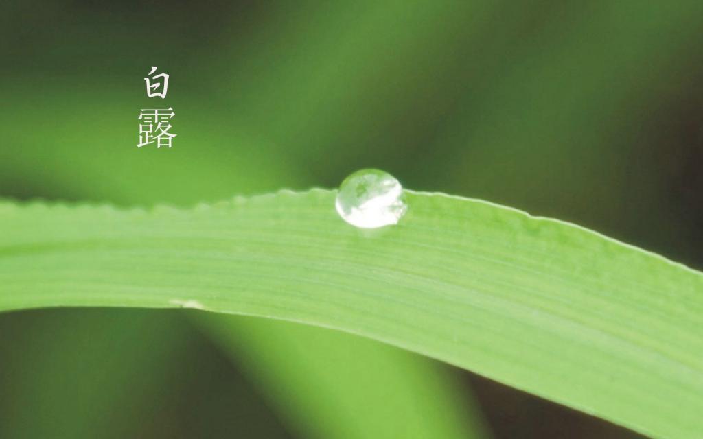 与你的白露节[图8]