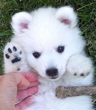 成年银狐犬一般有多重?