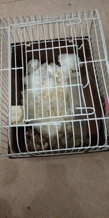 仓鼠喜欢咬人怎么办