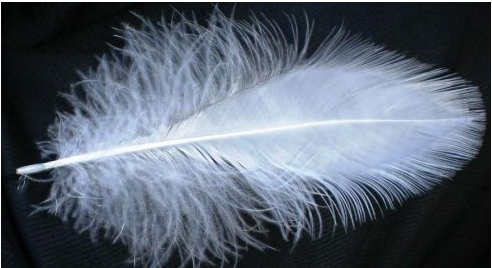 一根羽毛怎么画,简笔画