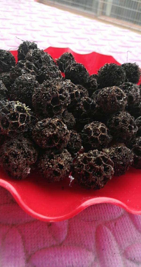 这是什么树的果子 长在树上的