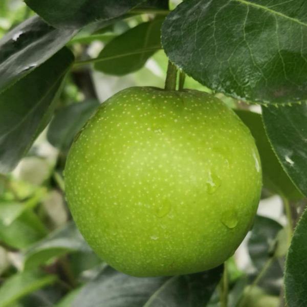 翠冠梨和苏翠1号哪个好吃?