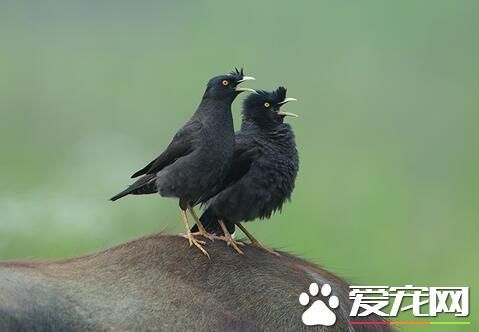 八哥为什么会说话 八哥为什么会模仿人说话