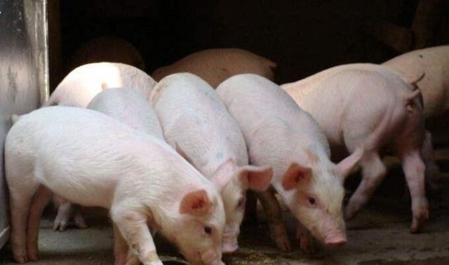 今曰生猪价格今日猪价