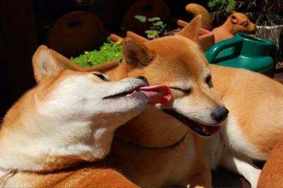 狗狗总舔是怎么回事(舔自己的身体和人的皮肤)