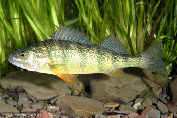 海鱼和淡水鱼有什么区别?