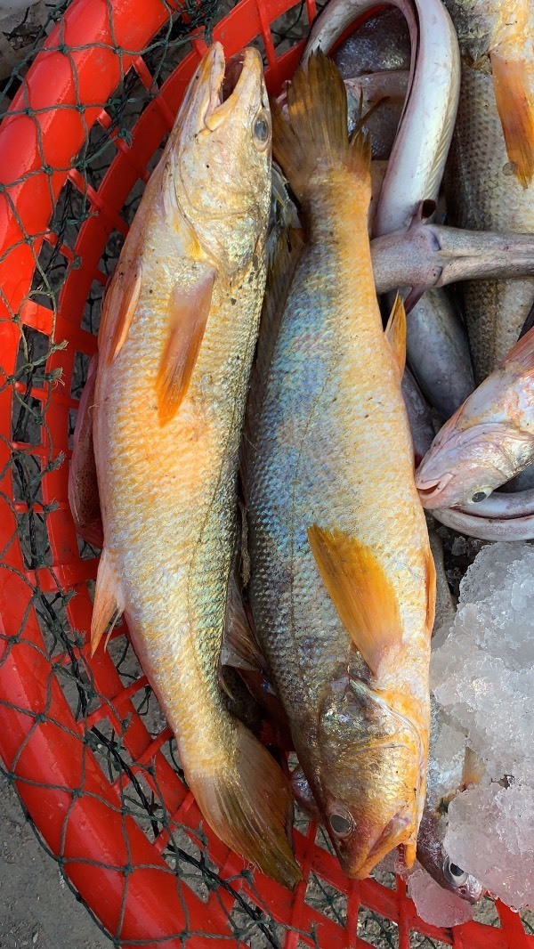 和春子鱼很像但颜色偏黄的海鱼,求学名