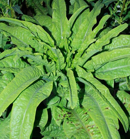 莴笋为何叫凤尾?