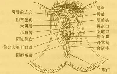 03 前庭腺囊腫 外陰長小疙瘩有可能是前庭腺囊腫,前庭大腺的出口位於