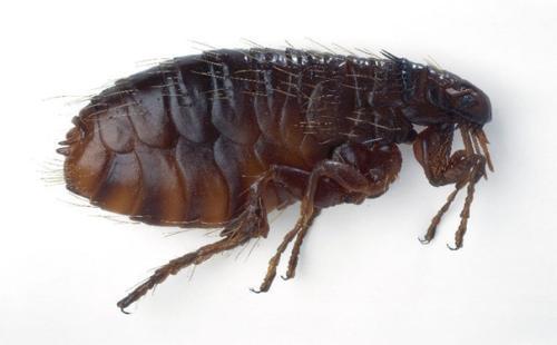 跳蚤为属于蚤目的完全变态类.