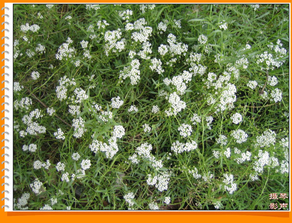 别名小白花,庭荠.