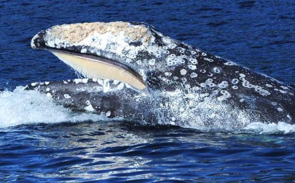 鲸隐私部位都寄生了藤壶,它不疼吗?这个会影响它们交配吗?_360问答