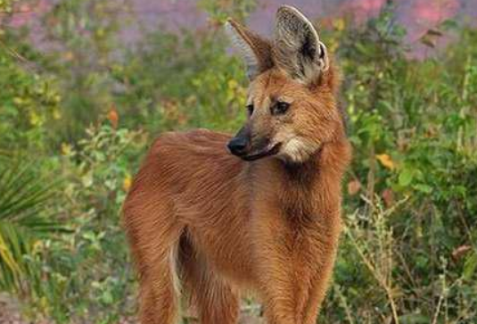 为什么鬃狼相对其他狼更偏向吃素?