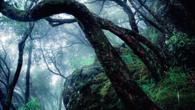 为何神农架深处被列为 禁区?只因一神秘现象,科学都无法解释