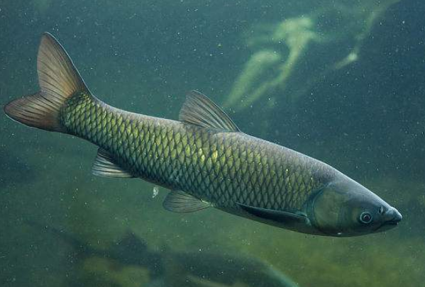 草鱼都爱吃什么?