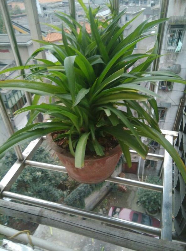 荷兰猪什么草都吃吗?这种草可以给猪猪吃吗?