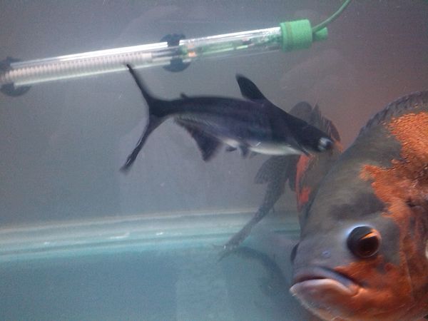 观赏小鲨鱼可以跟地图 血鹦鹉一起饲养吗?