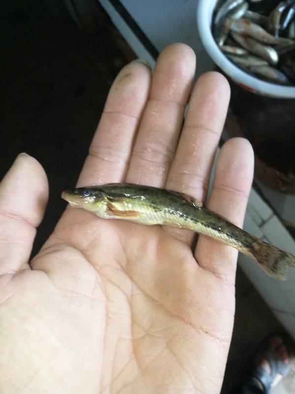 请问这是什么品种的鱼?野生河鱼不知道学名.  请问这是什么品种的鱼?