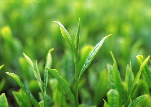 茶葉樹與茶油樹有什麼區別