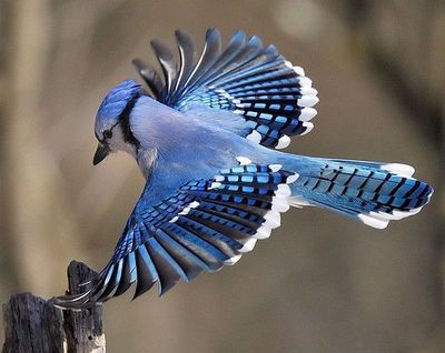 蓝色长尾羽的鸟图片