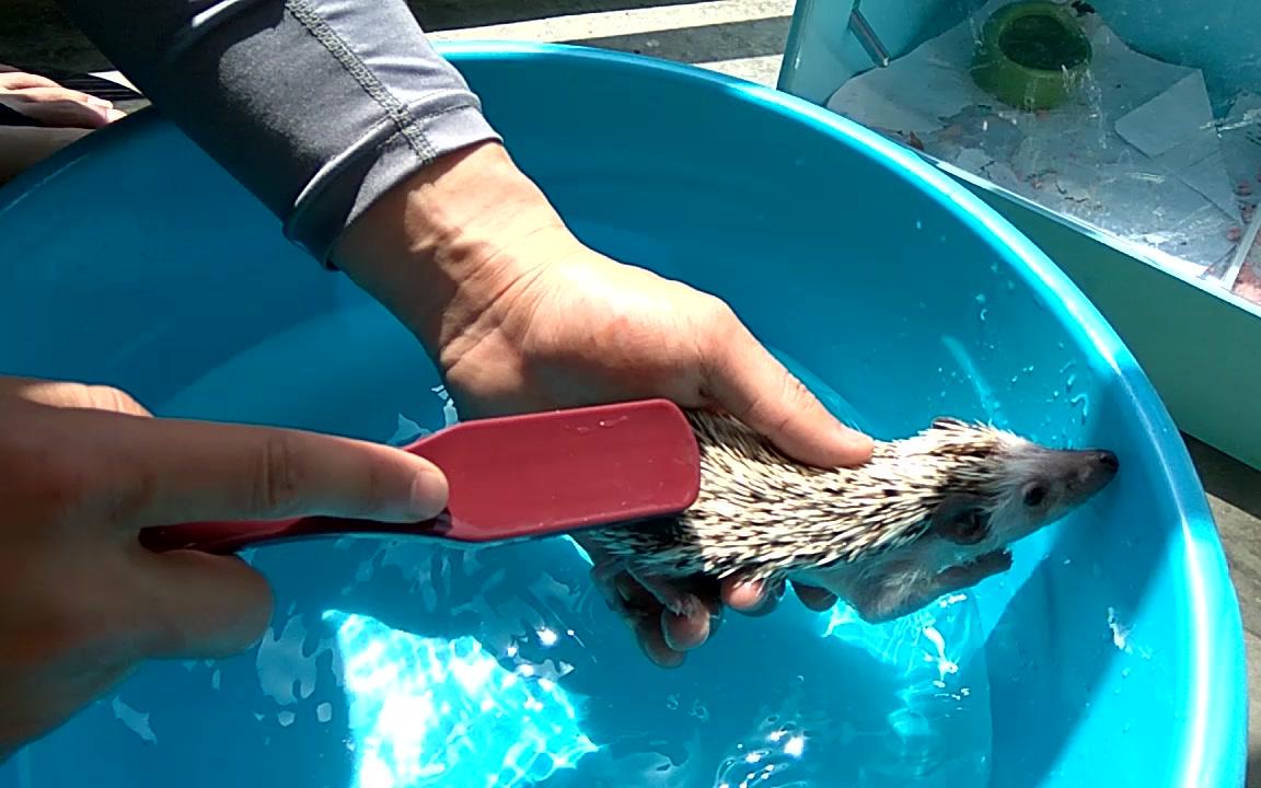 萌宠 小刺猬 洗澡啦