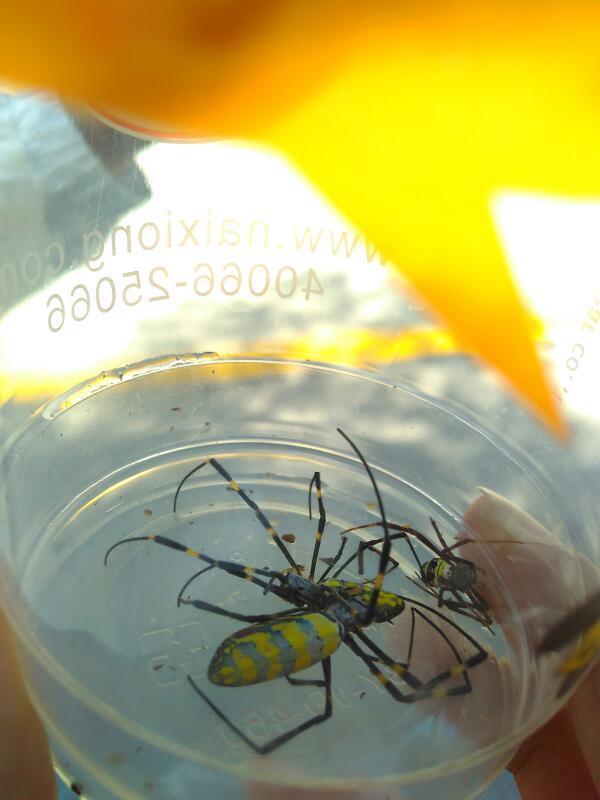 毒蜘蛛吃蚧壳虫吗?