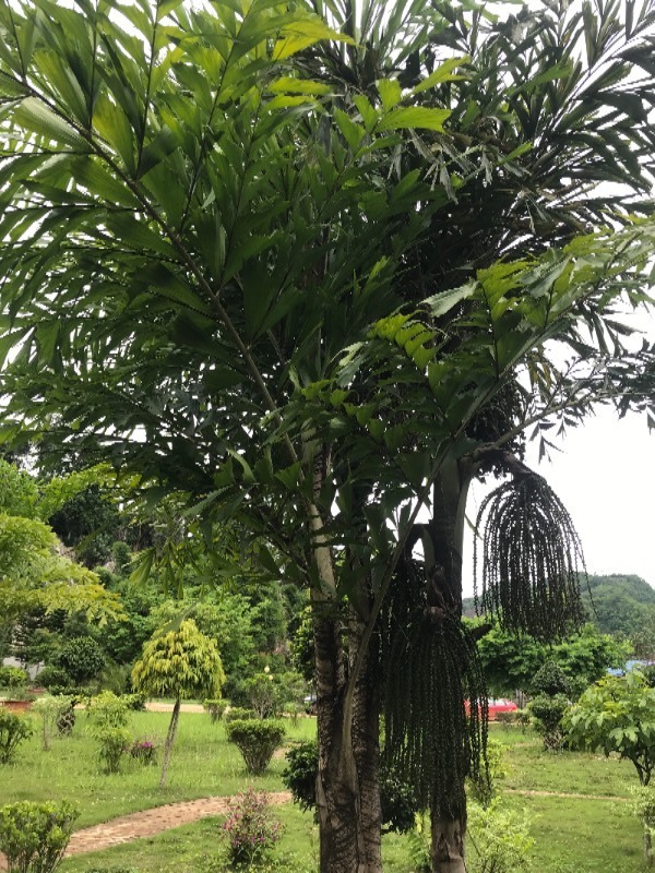 请问这是什么树!