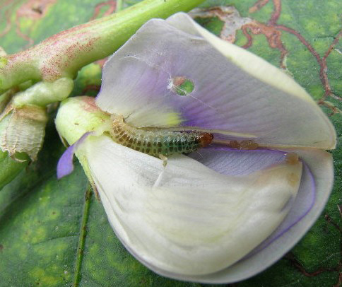 豇豆荚螟,又称豇豆螟,豇豆蛀野螟,豆荚野螟,豆野螟,豆螟蛾,豆卷野螟
