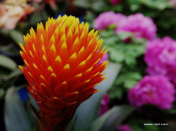 别名:咪头,圆椎果子蔓,火炬凤梨