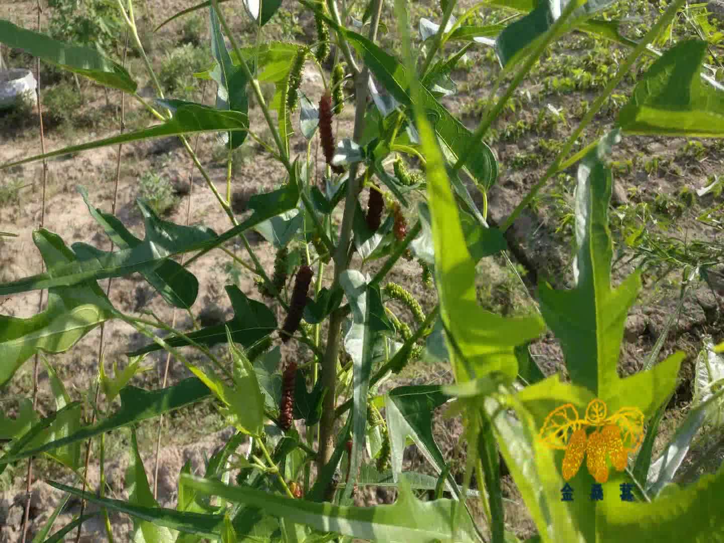 最甜的 桑葚品种鸡甜桑,含糖量最高的果桑新 品种,农家乐采摘园果树苗
