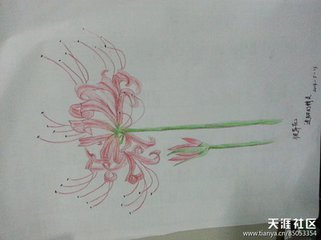 彼岸花简笔画法,要好看一点的