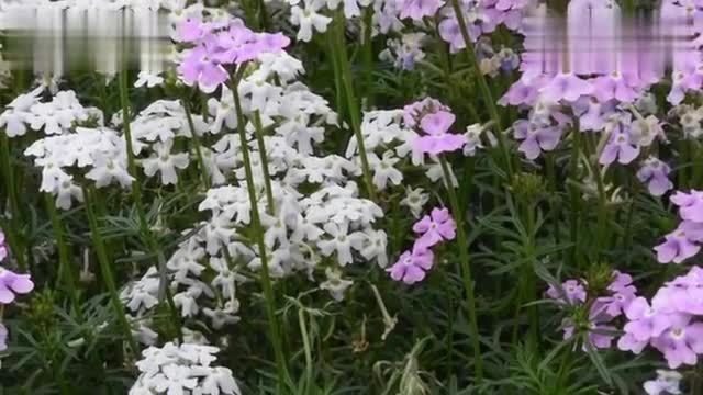 [图]一分钟植物志 美女樱Verbena hybrida Voss 马鞭草属Verbena L 马鞭草科Verbenaceae