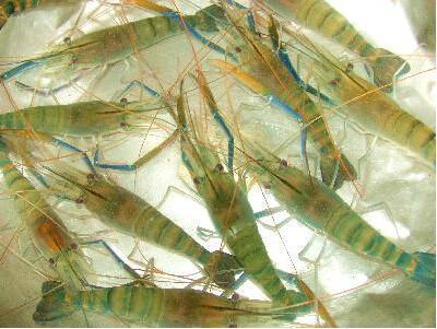 3至5个500克的罗氏虾一斤多少钱?活的