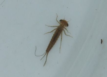 水草缸鱼缸里面今晨发现了这么一条怪物,请问